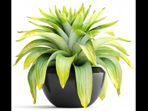 tropical plant shrubs Modèle 3D
