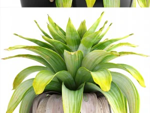 tropical plant shrubs 3D Model