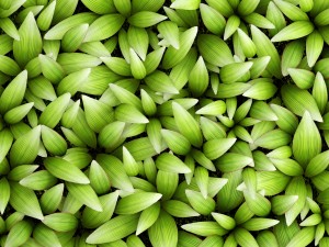 vertical gardening Modello 3D