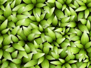 вертикальное озеленение 3D Модель