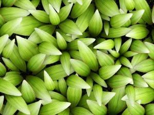 вертикальное озеленение 3D Модель