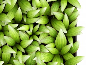 vertical gardening Modello 3D