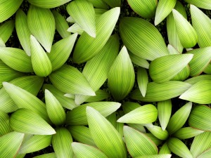 vertical gardening Modello 3D