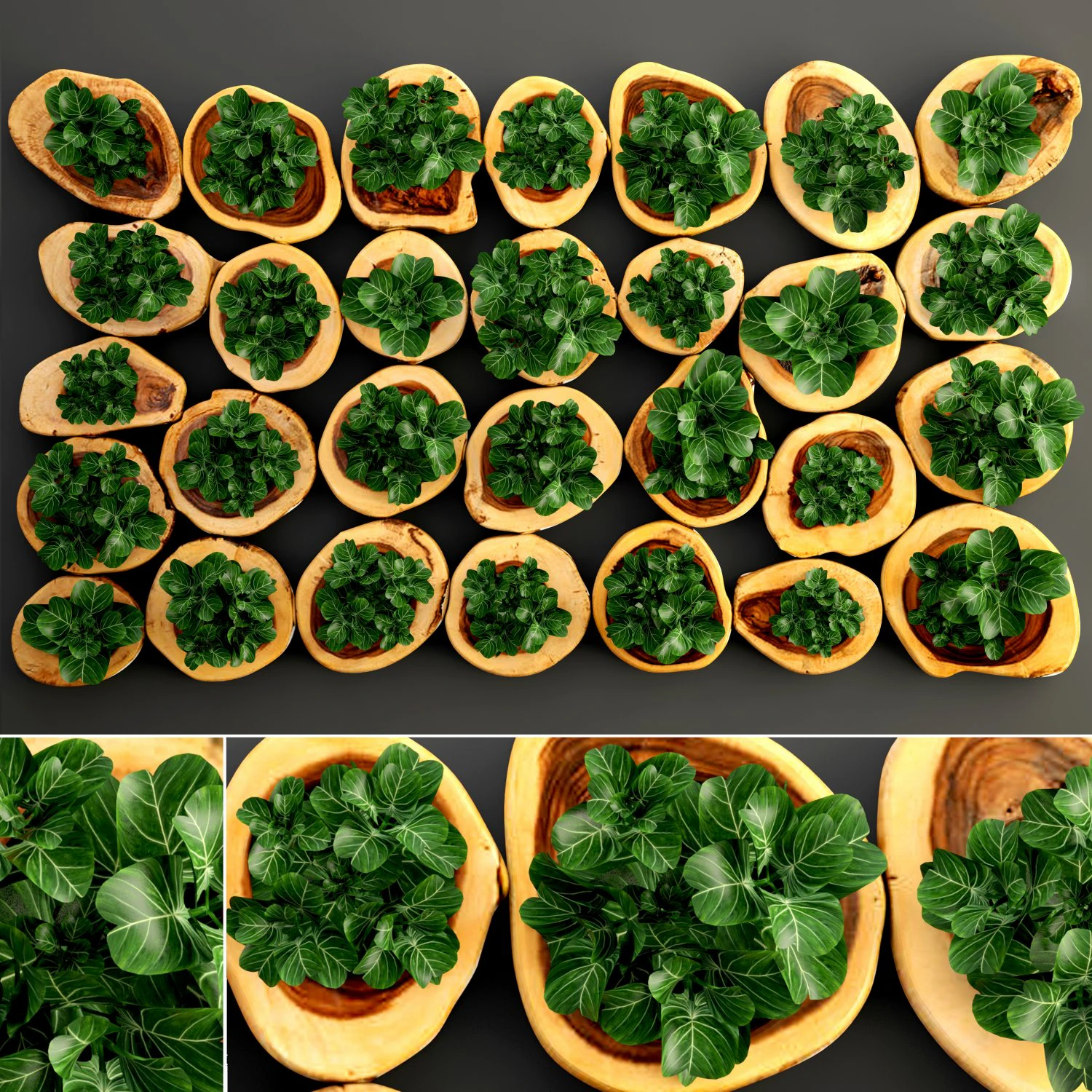 verticaal tuinieren 3D Model .c4d .max .obj .3ds .fbx .stl .blend 