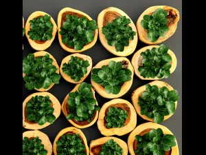 verticaal tuinieren 3D Model