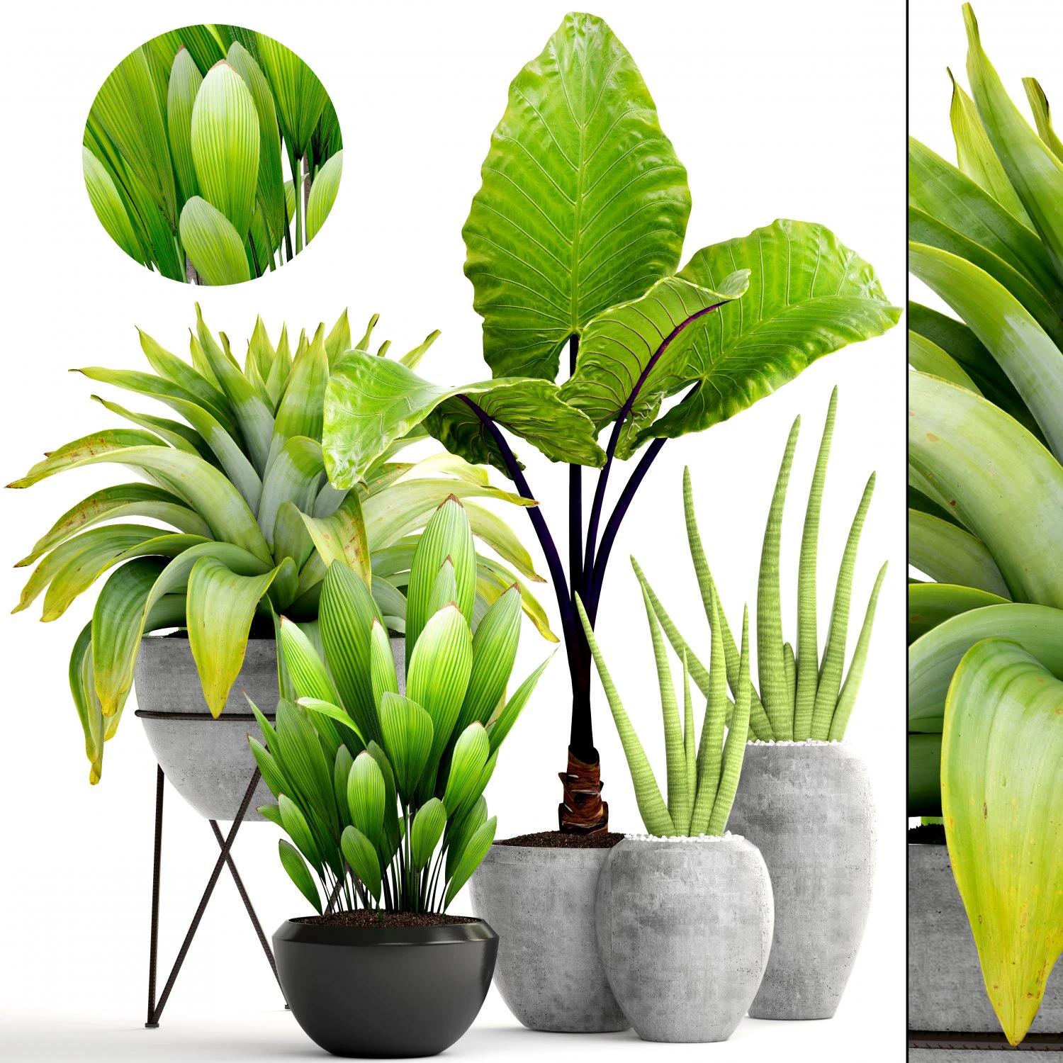 collection of tropical plants 3D Model .c4d .max .obj .3ds .fbx .stl .blend 