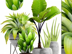 collection of tropical plants Modèle 3D