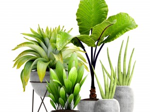 collection of tropical plants 3D 모델