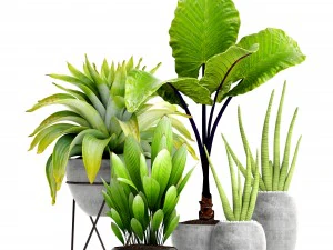 collection of tropical plants 3D Model