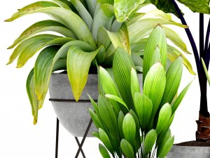 collection of tropical plants 3D Model
