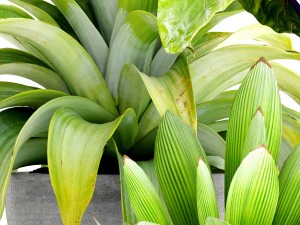collection of tropical plants 3D Model