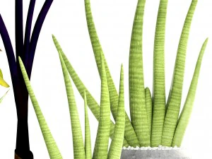 collection of tropical plants 3D Model