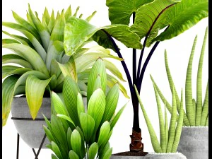 collection of tropical plants 3D Model