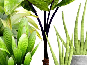 collection of tropical plants 3D Model