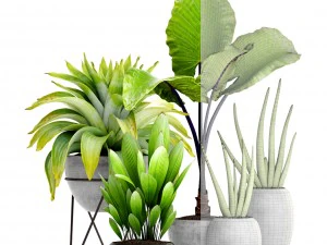 collection of tropical plants 3D Model
