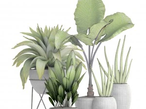 collection of tropical plants 3D Model