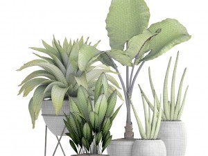 collection of tropical plants 3D 모델