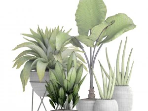 collection of tropical plants 3D Model
