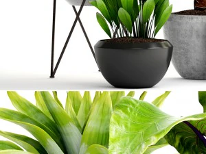 collection of tropical plants 3D Model