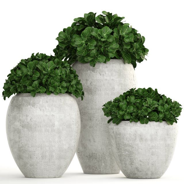 collection of plants in pots 3D 모델 .c4d .max .obj .3ds .fbx .stl .blend 
