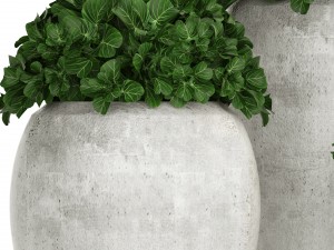collection of plants in pots 3D 모델