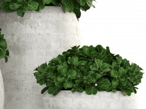 collection of plants in pots 3D 모델