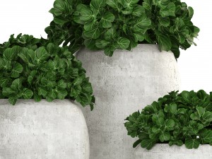 collection of plants in pots 3D 모델