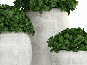 collection of plants in pots 3D 모델