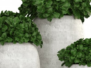 collection of plants in pots 3D 모델