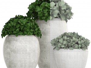 collection of plants in pots 3D 모델
