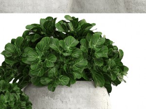 collection of plants in pots 3D 모델