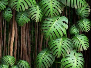 vertical gardening monstera 3D Модель