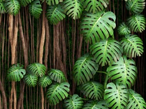 vertical gardening monstera 3D Модель