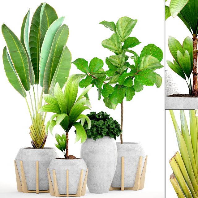 collection of tropical plants Modelo 3D .c4d .max .obj .3ds .fbx .stl .blend 
