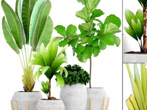 collection of tropical plants 3D Model
