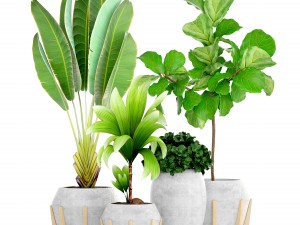 collection of tropical plants Modelo 3D