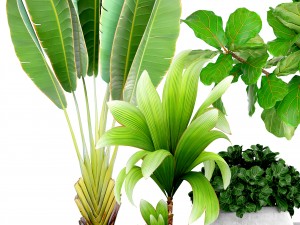 collection of tropical plants Modelo 3D