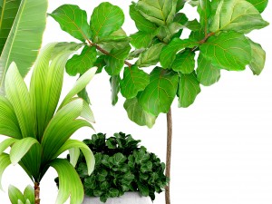 collection of tropical plants Modelo 3D
