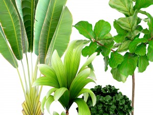 collection of tropical plants Modelo 3D