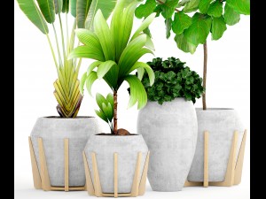 collection of tropical plants Modelo 3D