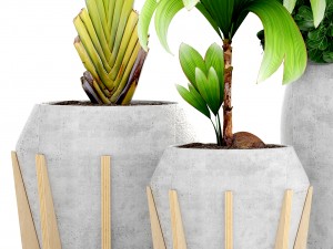 collection of tropical plants Modelo 3D