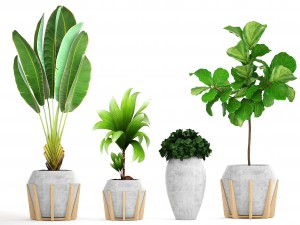 collection of tropical plants Modelo 3D