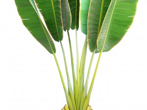 collection of tropical plants Modelo 3D