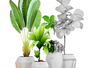 collection of tropical plants Modelo 3D