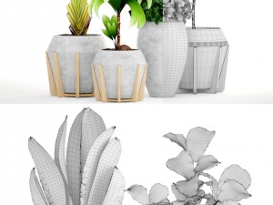 collection of tropical plants Modelo 3D