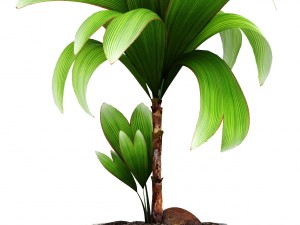 collection of tropical plants Modelo 3D