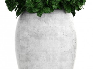 collection of tropical plants Modelo 3D