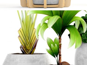 collection of tropical plants Modelo 3D
