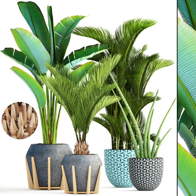 collection of tropical plants 3Dモデル .c4d .max .obj .3ds .fbx .stl .blend 