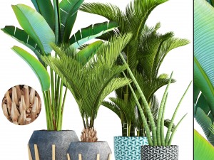 collection of tropical plants 3D Model